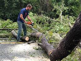 Best Utility Line Clearance  in Stacy, MN